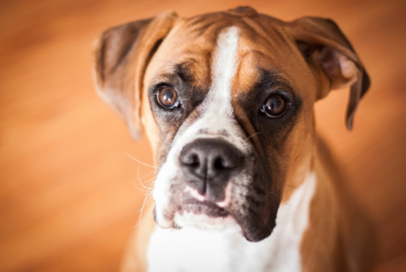 closeup of boxer dog