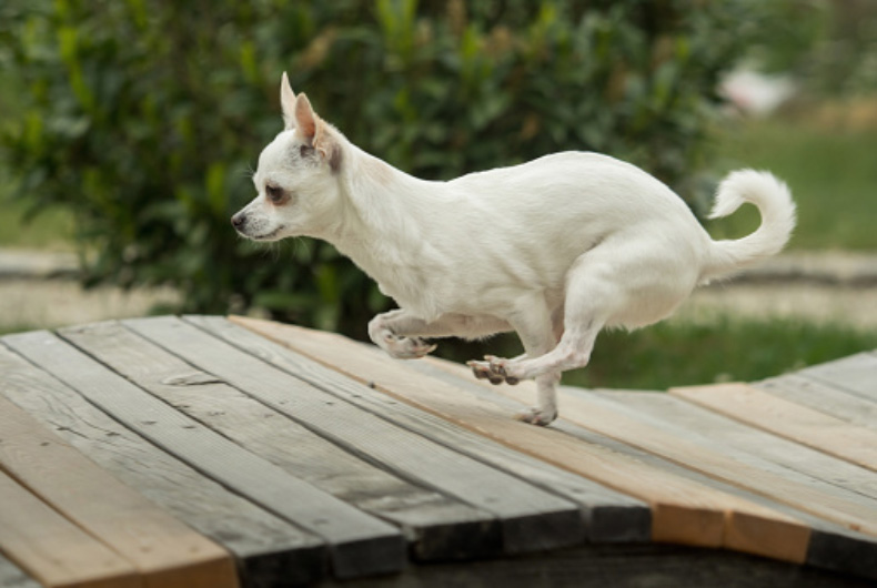 chihuahua running on wood