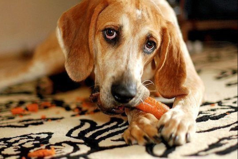can dogs eat carrots