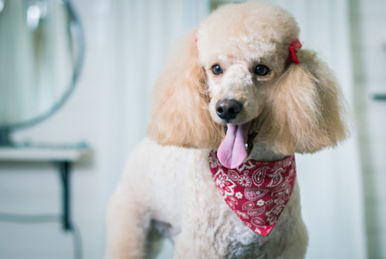 poodle with red bow and red patterned neck banner